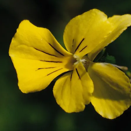 Ξενοδοχείο Park Kelmis 3*